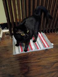 Reunited Female Cat last seen Revere ave, Trenton, NJ 08629