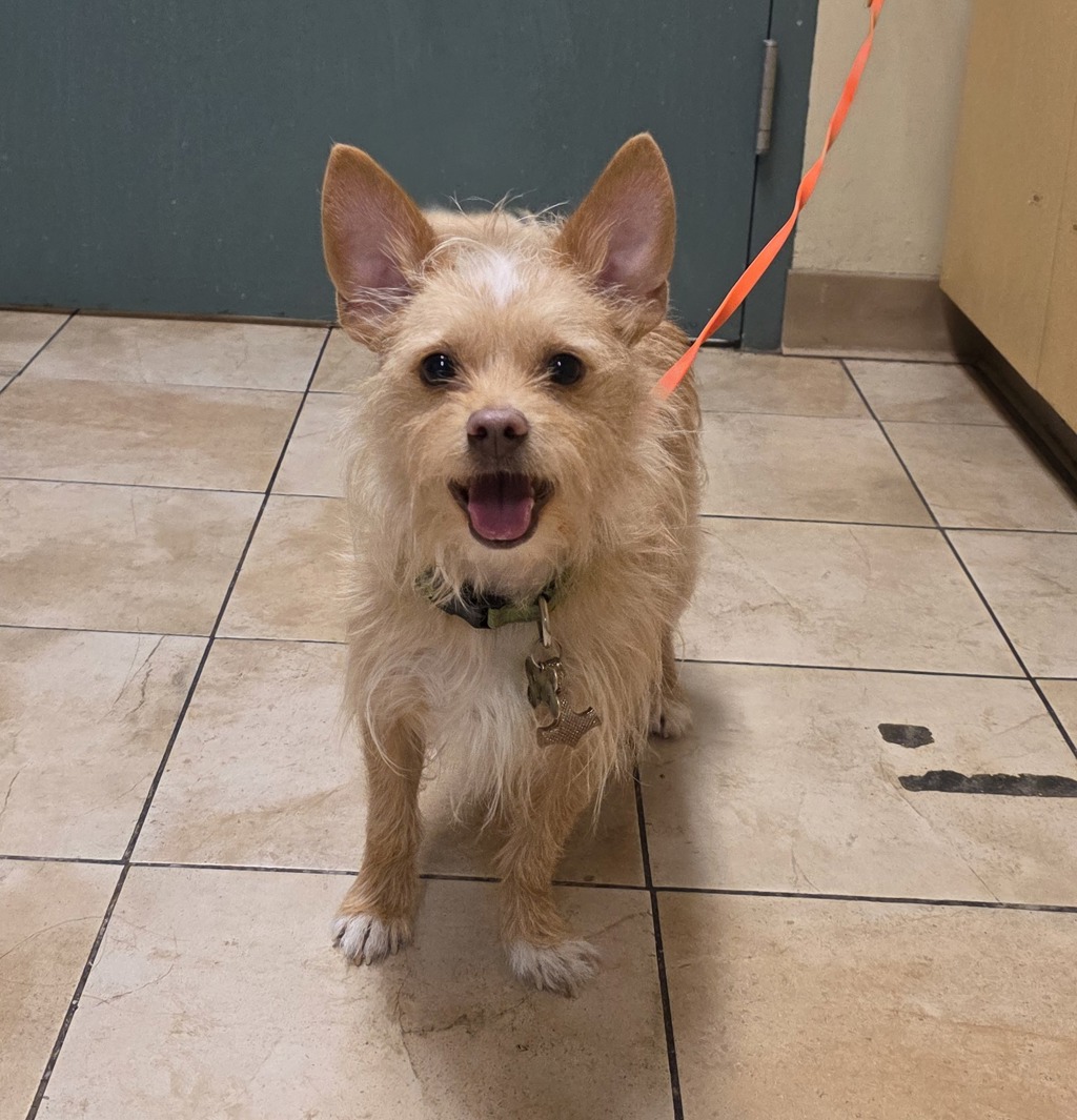 Shelter Stray Male Dog last seen NE Yacht Harbor Drive/Tomahawk Island Drive, OR, 1700 W Historic Columbia River Hwy, Troutdale, OR 97060, USA