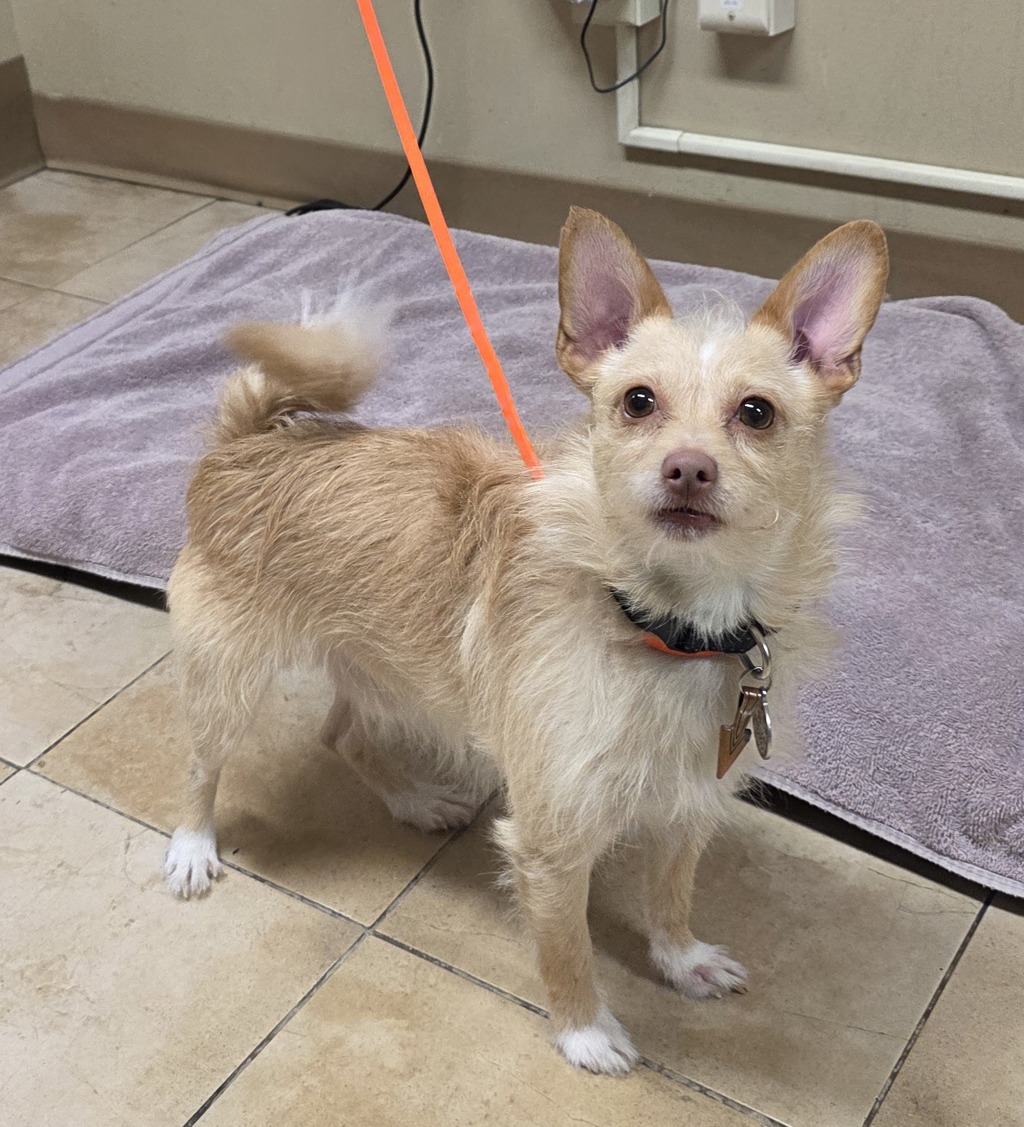 Shelter Stray Male Dog last seen NE Yacht Harbor Drive/Tomahawk Island Drive, OR, 1700 W Historic Columbia River Hwy, Troutdale, OR 97060, USA
