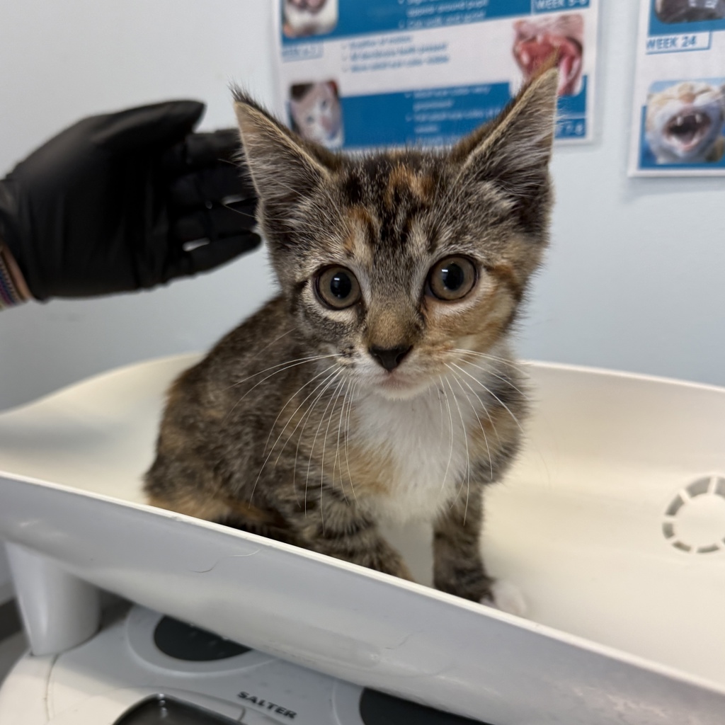 Shelter Stray Female Cat last seen Near Beta Street, San Diego, CA, 92113, 5500 Gaines St, San Diego, CA 92110, USA