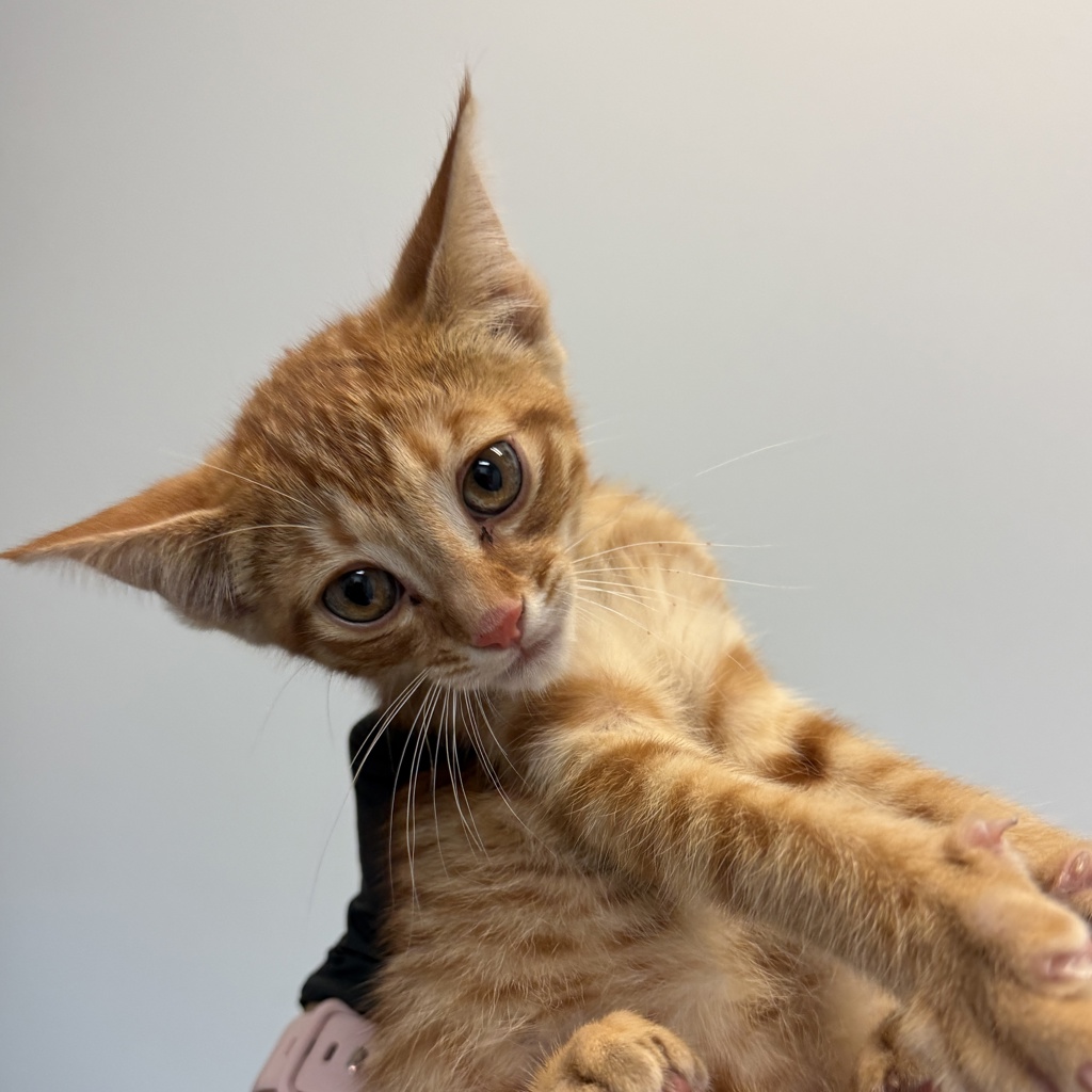 Shelter Stray Male Cat last seen Near Thorn Street, San Diego, CA, 92104, 5500 Gaines St, San Diego, CA 92110, USA