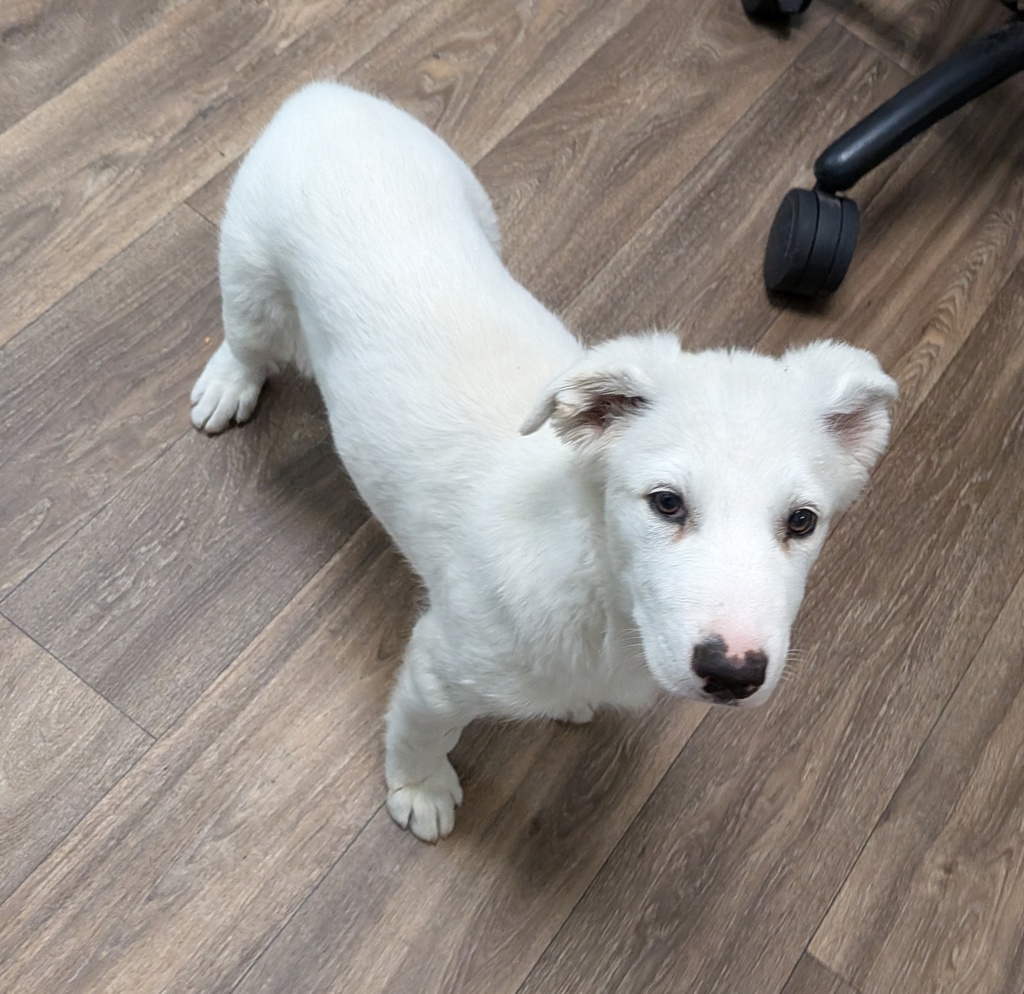 Shelter Stray Female Dog last seen Texas Street, San Diego, CA, 92105, 5500 Gaines St, San Diego, CA 92110, USA