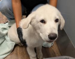 Shelter Stray Male Dog last seen Texas Street, San Diego, CA, 92105, 5500 Gaines St, San Diego, CA 92110, USA