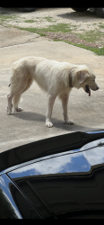 Found/Stray Unknown Dog last seen Elm Hollow , San Marcos, TX 78666