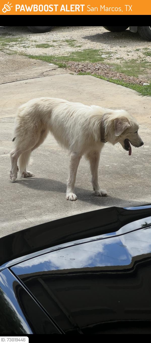 Found/Stray Unknown Dog last seen Elm Hollow , San Marcos, TX 78666