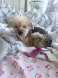 Found/Stray Male Dog last seen Berkeley manor target , Spring Hill, FL 34608