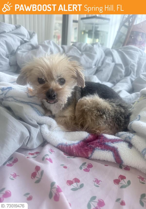 Found/Stray Male Dog last seen Berkeley manor target , Spring Hill, FL 34608