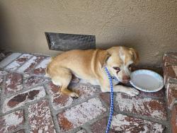 Found/Stray Male Dog last seen Lampson and West, Garden Grove, CA 92840
