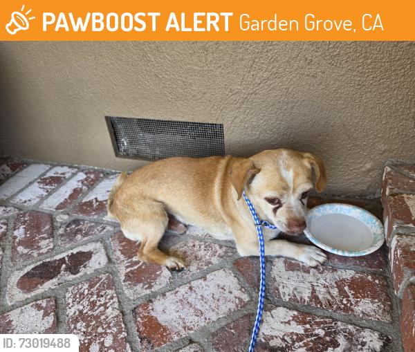 Found/Stray Male Dog last seen Lampson and West, Garden Grove, CA 92840