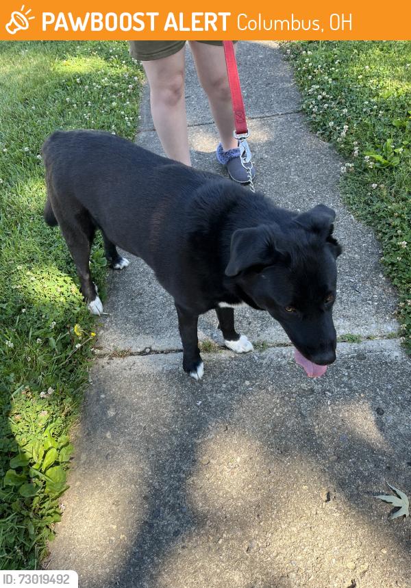 Found/Stray Unknown Dog last seen Coronation, Columbus, OH 43230