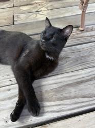 Found/Stray Male Cat last seen Across from UAMS, in Hillcrest area of Little Rock, Little Rock, AR 72205