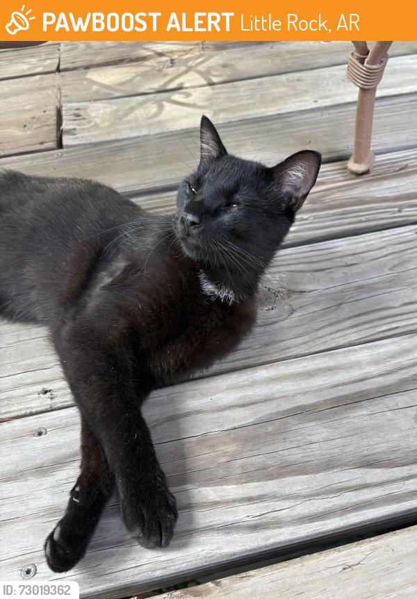Found/Stray Male Cat last seen Across from UAMS, in Hillcrest area of Little Rock, Little Rock, AR 72205