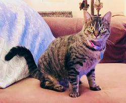 Reunited Female Cat last seen Primrose Ave / Ross Ave, Alhambra, CA 91803
