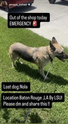 Lost Female Dog last seen coming from - janet ave by LSU, Baton Rouge, LA 70820