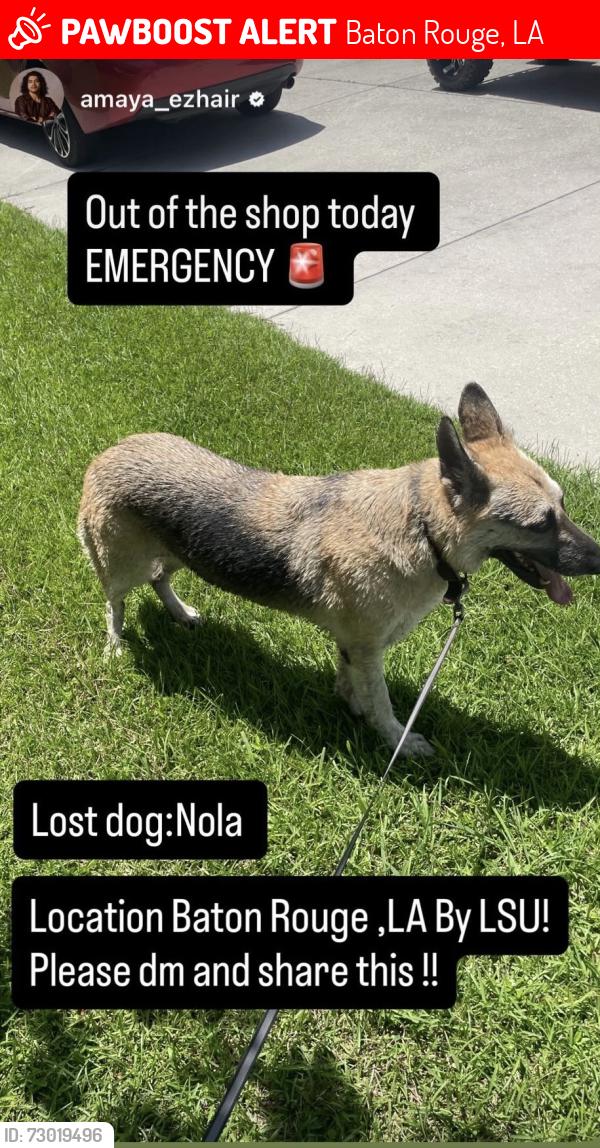 Lost Female Dog last seen coming from - janet ave by LSU, Baton Rouge, LA 70820