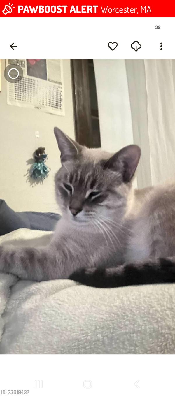 Lost Male Cat last seen Vernon street worcester, MA Kelly square worcester , Worcester, MA 01604