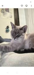 Lost Male Cat last seen Vernon street worcester, MA Kelly square worcester , Worcester, MA 01604