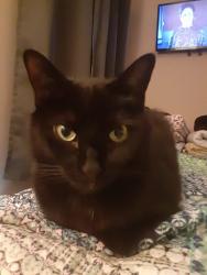 Lost Female Cat last seen 10th and Bonar, Indianapolis, IN 46229