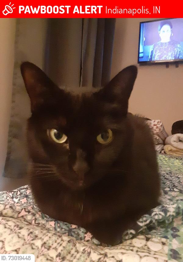 Lost Female Cat last seen 10th and Bonar, Indianapolis, IN 46229