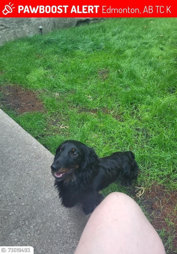 Lost Male Dog last seen Londonderry mall , Edmonton, AB T5C 2K5