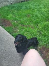 Lost Male Dog last seen Londonderry mall , Edmonton, AB T5C 2K5