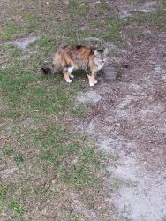 Found/Stray Unknown Cat last seen Near locksley woods dr, Greenville, NC 27858