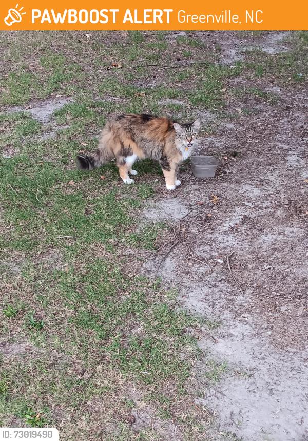 Found/Stray Unknown Cat last seen Near locksley woods dr, Greenville, NC 27858