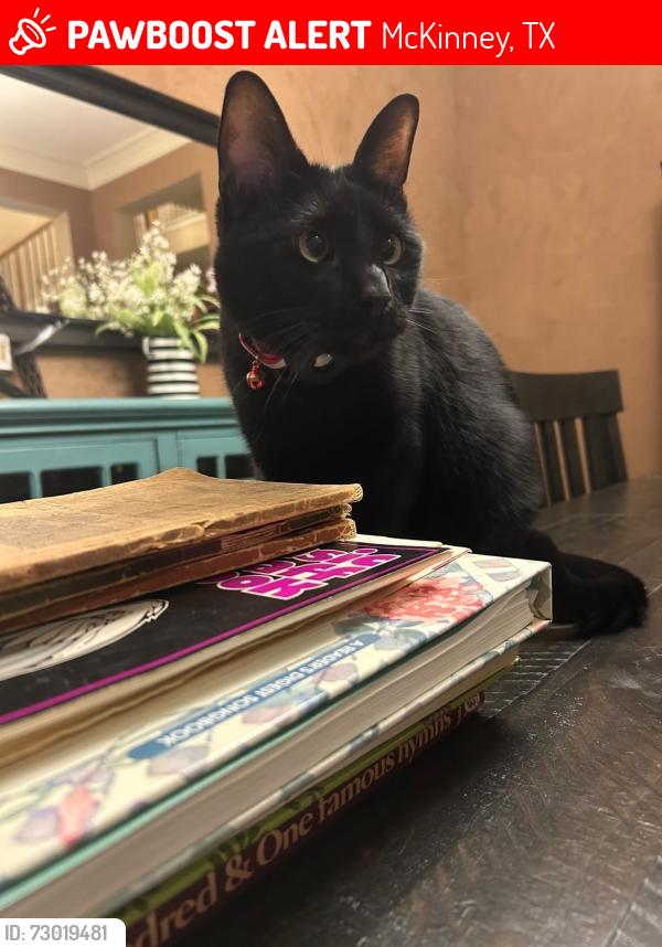 Lost Male Cat last seen Habersham and stonebridge, McKinney, TX 75071