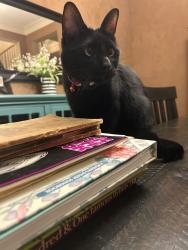Lost Male Cat last seen Habersham and stonebridge, McKinney, TX 75071
