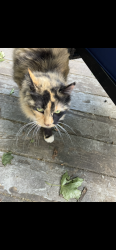 Found/Stray Female Cat last seen Tatnuck st, Worcester, MA 01602