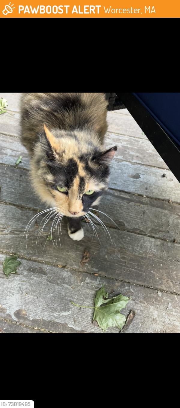 Found/Stray Female Cat last seen Tatnuck st, Worcester, MA 01602