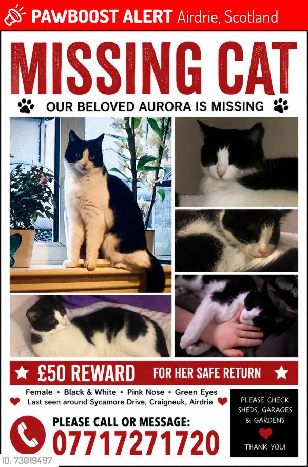 Lost Female Cat last seen Sycamore drive, craigneuk, Airdrie, Scotland 