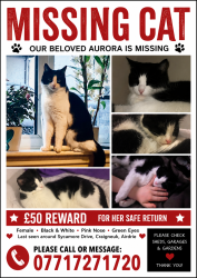 Lost Female Cat last seen Sycamore drive, craigneuk, Airdrie, Scotland 