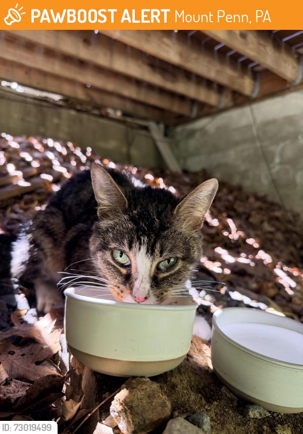 Found/Stray Unknown Cat last seen Glen road / kings way , Mount Penn, PA 19606