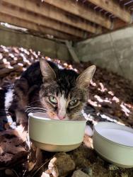 Found/Stray Unknown Cat last seen Glen road / kings way , Mount Penn, PA 19606