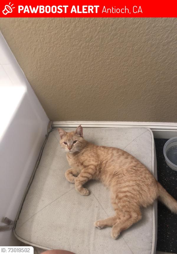 Lost Male Cat last seen Larkspur, Antioch, CA 94531