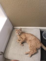 Lost Male Cat last seen Larkspur, Antioch, CA 94531