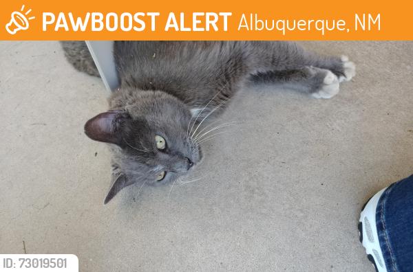 Found/Stray Unknown Cat last seen Stovall Pl and Eden, Albuquerque, NM 87112