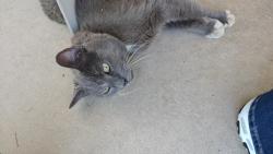 Found/Stray Unknown Cat last seen Stovall Pl and Eden, Albuquerque, NM 87112