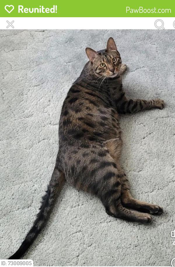 Reunited Male Cat last seen Snow and west 54Th st , Parma, OH 44129