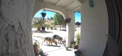 Found/Stray Male Dog last seen Chase ave, Hesperia, CA 92345
