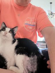 Found/Stray Female Cat last seen Galloway and Wilderness Trail , Mesquite, TX 75149