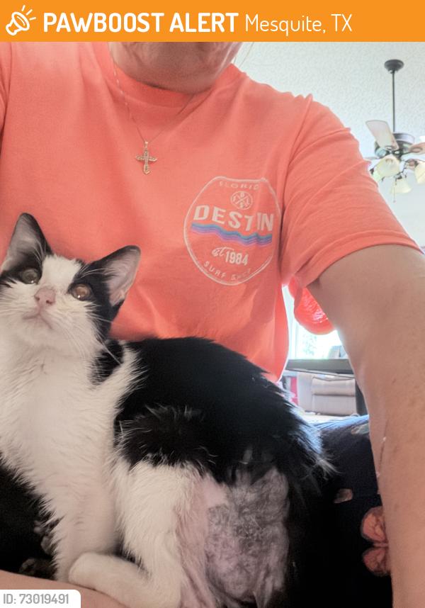 Found/Stray Female Cat last seen Galloway and Wilderness Trail , Mesquite, TX 75149