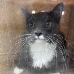 Shelter Stray Female Cat last seen , Animal Care & Control Team of Philly, 111 W Hunting Park Ave, Philadelphia, PA 19140, USA