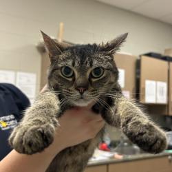Shelter Stray Female Cat last seen , 54687 Co Rd 19, Bristol, IN 46507, USA