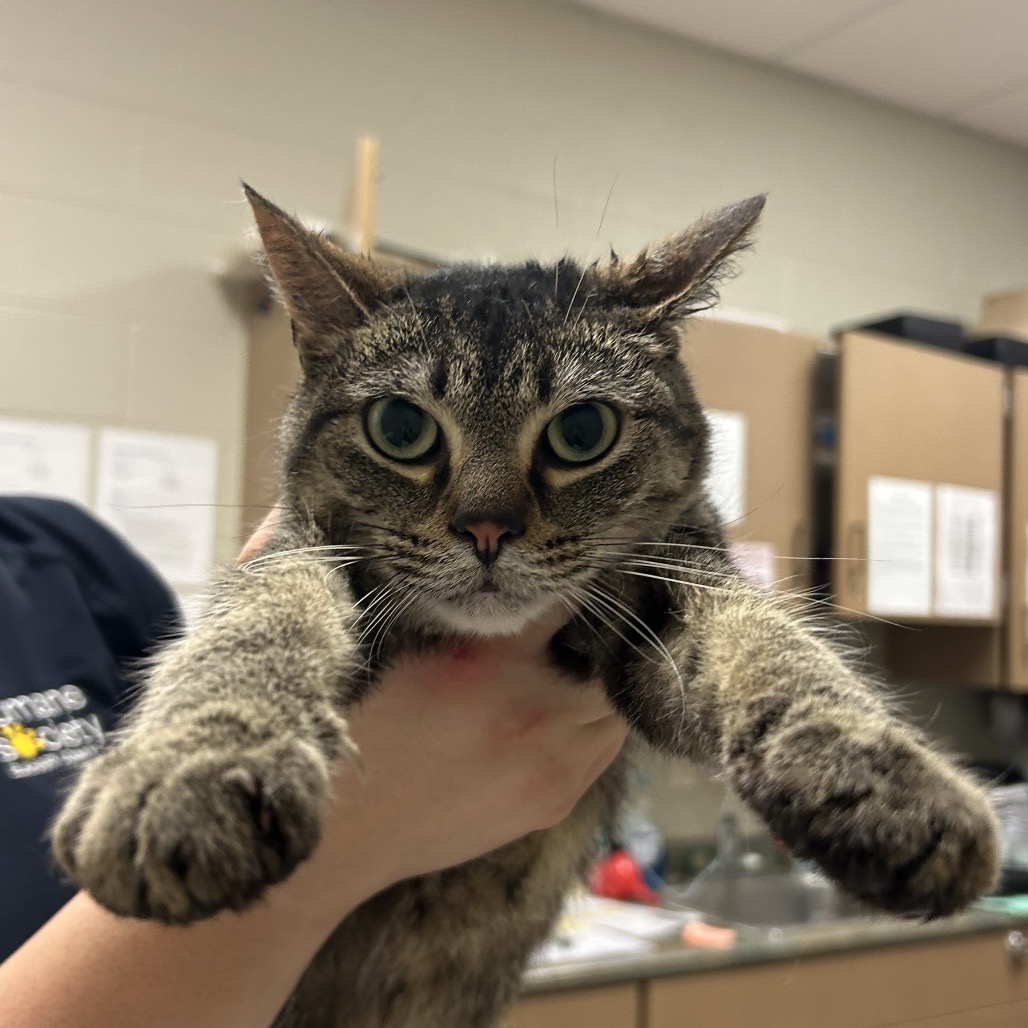 Shelter Stray Female Cat last seen , 54687 Co Rd 19, Bristol, IN 46507, USA