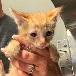 Shelter Stray Male Cat last seen , 141 Canna Ln, Lake Jackson, TX 77566, USA