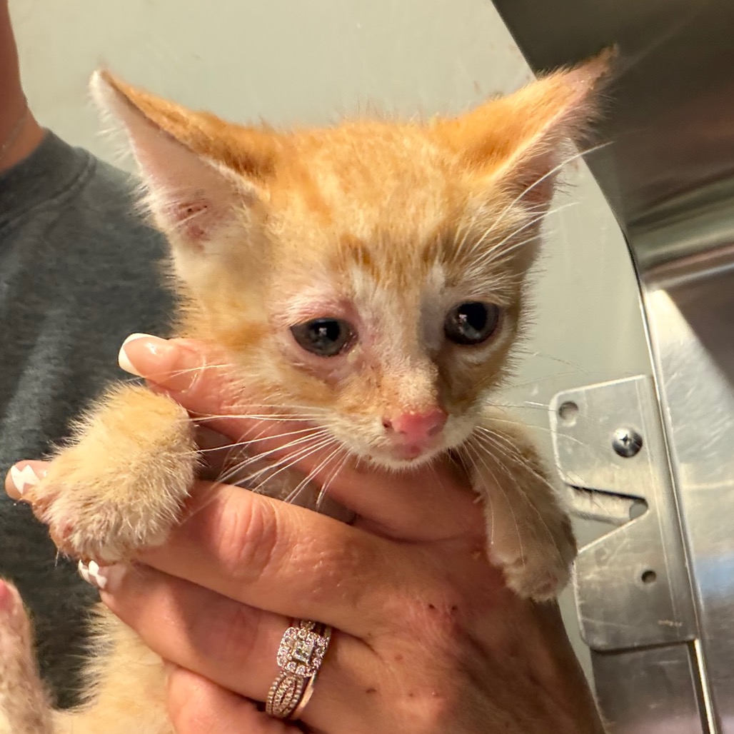 Shelter Stray Male Cat last seen , 141 Canna Ln, Lake Jackson, TX 77566, USA
