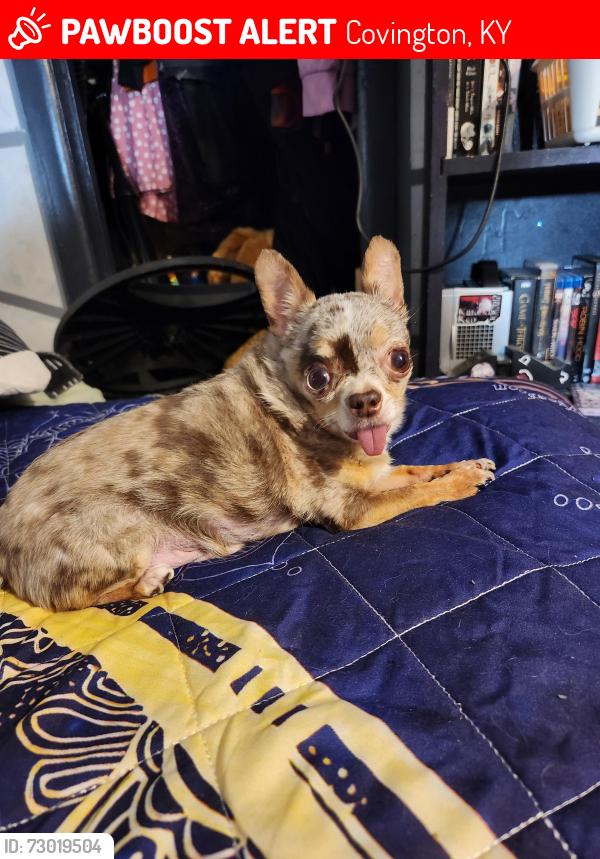Lost Male Dog last seen Near Martin Street Covington KY, Covington, KY 41011