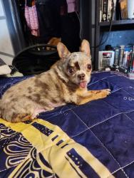 Lost Male Dog last seen Near Martin Street Covington KY, Covington, KY 41011